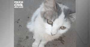 Dois homens indiciados por morte de gata gestante em Minas Gerais