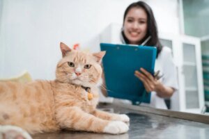 Segredos para se destacar no mercado pet