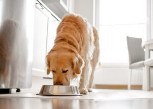 Aceitação de alimentos úmidos com insetos para cães