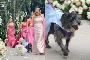 Cães resgatados em casamento: história emocionante