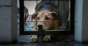 Abandono de animais no Brasil: cenário crítico e impacto social
