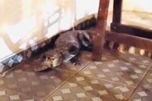 Jacaré na garagem: Homem encontra animal após enchentes em MS