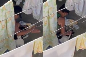 Homem absolvido após agredir cachorro em SP