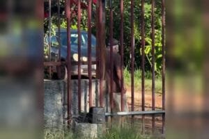 Conflito em condomínio no DF: ameaças de Vizinho em vídeo