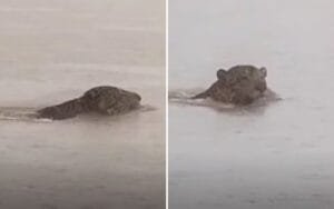 Flagrante de onça-pintada nadando no rio Araguaia em GO