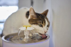 Anemia na Doença Renal Crônica em gatos