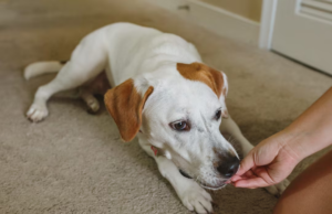 Petiscos para cães e gatos: implicações nutricionais e desafios regulatórios