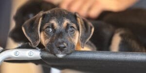 Convívio com animais e ações educativas para combater violência