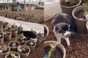 Gato mascote de loja nos EUA viraliza após capturar rato em centro de jardinagem