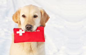 Primeiros socorros em cães e gatos: como agir em emergências