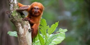 Série Rastro dos Bichos destaca animais em extinção na TV Brasil