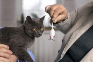 Significado do comportamento do gato ao levar presentes