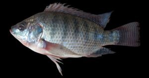 Consumo de peixe cresce 30% na Semana Santa