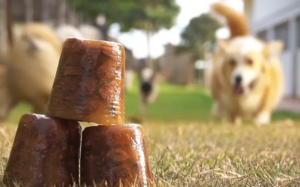 Alimentação úmida no verão: benefícios dos sachês para cães e gatos