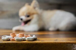 Riscos de Medicamentos humanos para cães e gatos
