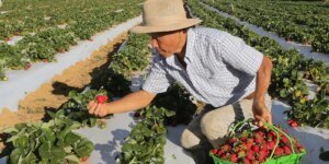 Governo Inicia Pagamentos do Garantia-Safra para Agricultores Atingidos por Perdas de Produção