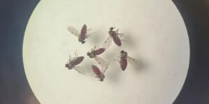 Subnotificação da Febre do Oropouche Atinge 2% da População Brasileira