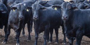 Redução de Juros para Cooperativas Rurais: CMN Anuncia Medidas para o Pronaf