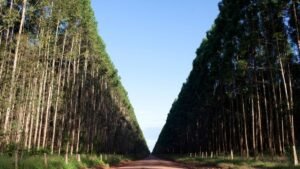 Suzano Anuncia Aumento nos Preços da Celulose a Partir de Abril