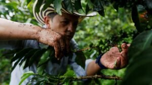 Produção de Café na Colômbia Sofre Queda Significativa em Fevereiro
