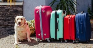 Nova Regra na Itália Permite Animais de Estimação de Maior Porte em Voos Domésticos