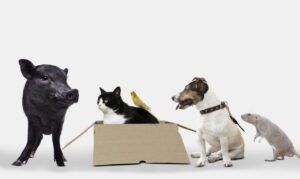 Dia Nacional dos Animais: Uma Reflexão Sobre Bem-Estar e Proteção Animal