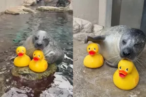 Foca Reggae Encanta a Internet com Brincadeira Inusitada