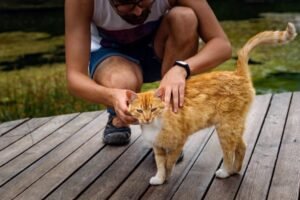 O Comportamento dos Gatos: Esfregar-se nas Pessoas e Seus Significados