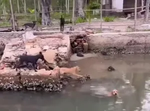 Moradores de Maceió se Mobilizam para Combater o Abandono de Cães na Ilha da Andorinha