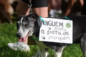 Governo de SP Rejeita Proposta de Responsabilização de Agressões a Animais