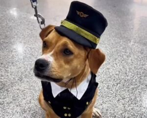 Cachorra resgatada no Aeroporto de Guarulhos encontra novo lar