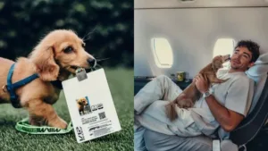 Leo, o Dachshund de Charles Leclerc: O Novo Estrela da Fórmula 1