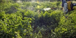 Programa Nacional de Redução de Agrotóxicos ganha destaque no Diário Oficial