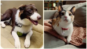 Nestlé Lança Campanha de Nomeação de Pets com Prêmios Atrativos