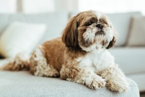 Guia de raças Shih Tzu: o pequeno leão