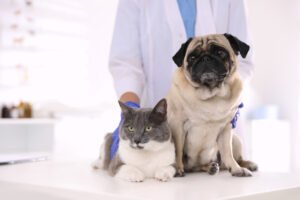 Março Amarelo Pet: A Importância da Saúde Renal em Cães e Gatos
