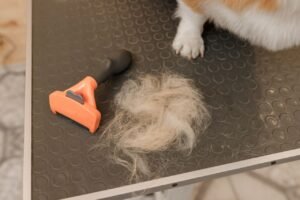 Queda de Pelos em Animais de Estimação: Quando Buscar Ajuda Veterinária