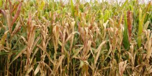 Impacto da Cigarrinha-do-Milho: Prejuízos Bilionários para a Agricultura Brasileira