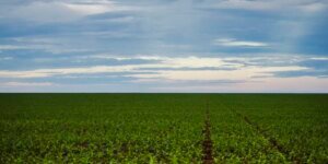 Ministério da Fazenda Avalia Criação de Fundo Garantidor para Endividamento Rural